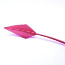 Fuchsia Arrow Head Feather